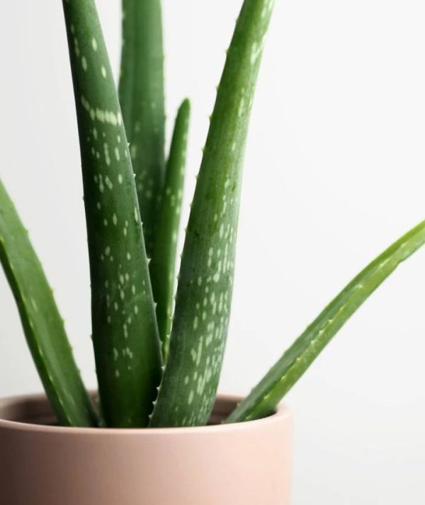 ALOE