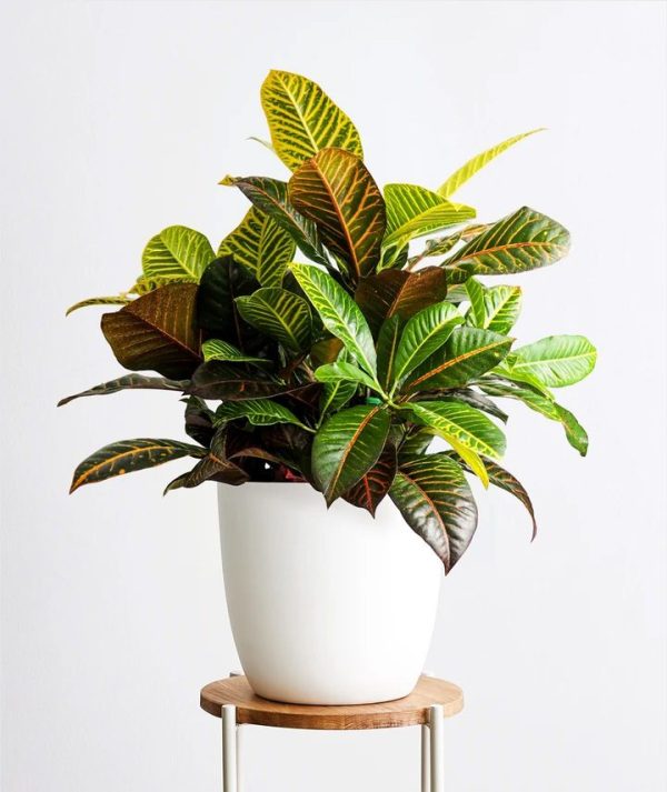 CROTON PETRA